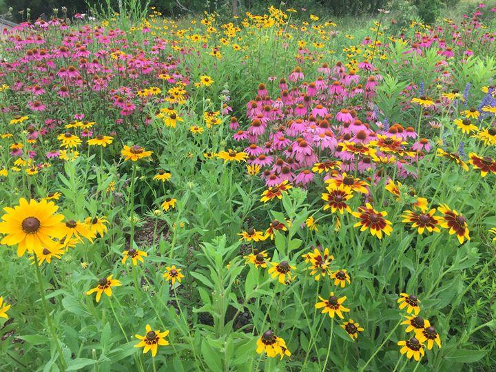 Wild Flowers